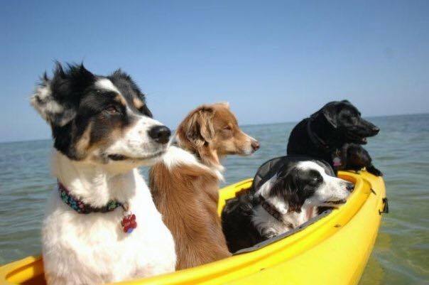 18221862_10155241293178070_3437272355696213305_n_1512x a dog sitting on a boat in the water