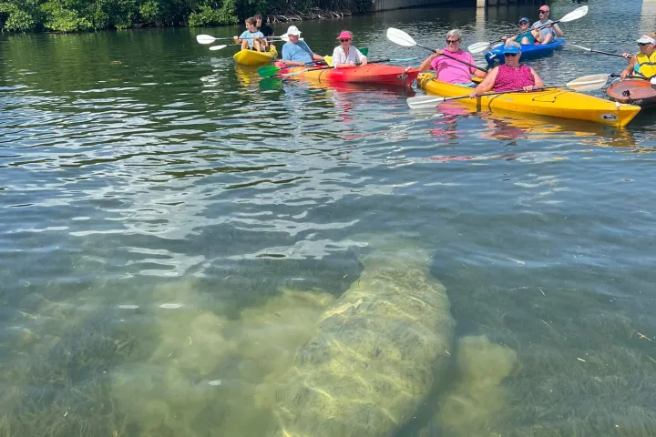 people kayaking in a river with manatees