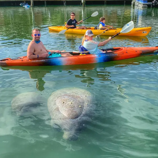 people kayaking in a river with manatees