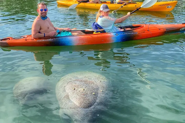 people kayaking in a river with manatees