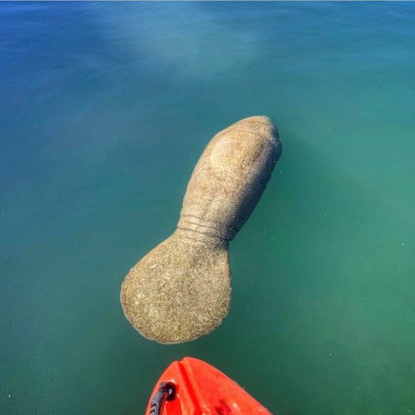 a kayak and a manatee