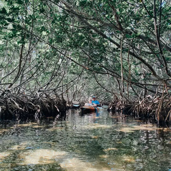 a group of people kayaking in mangroves