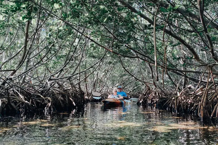 a group of people kayaking in mangroves